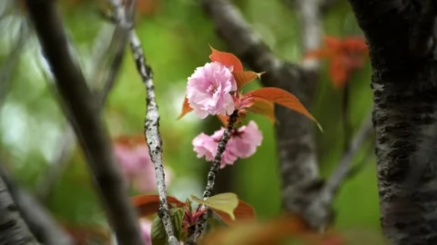 Pink Double Cherry Blossom Close-up on a cloudy day Vidéo 332681867