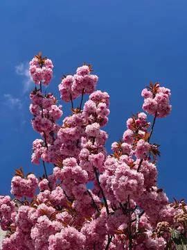 Pink Double Cherry Blossom Tree Against Deep Blue Spring Sky Stock-Fotos