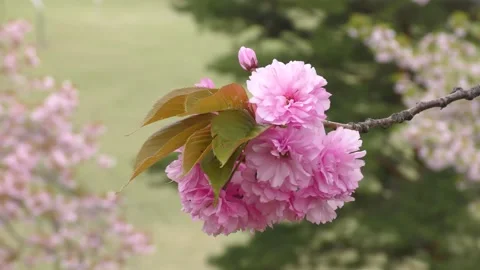 Pink double cherry blossoms blooming Stock Footage 144907284