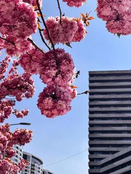 Pink Double Cherry Blossoms Framing Modern City Buildings in Spring Stock Photos