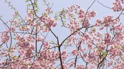 Pink double cherry blossoms in the park Video stock 144907420