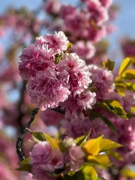 Pink Double Cherry Blossoms in Spring Sunlight Stock Photos