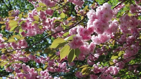 Pink double cherry blossoms swaying on sakura branch in spring bloom Stock Footage 333284257