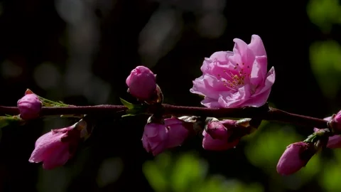 Pink double plum blossoms and buds Stock Footage 145399856