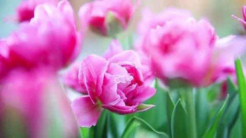Pink double tulips Stock Footage 83489334