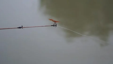 Pink dragonfly (anisoptera) perched on the stem Video stock 295856434