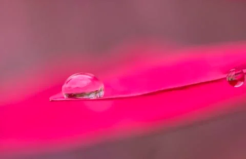 Pink drops Stock Photos