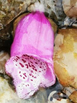 Pink Drowning Stock Photos