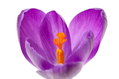 Pink dutch spring crocus flower Stock-Fotos