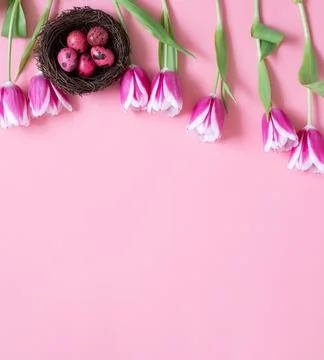 Pink Easter border with quail painted eggs in the nest and tulips.  Stock Photos