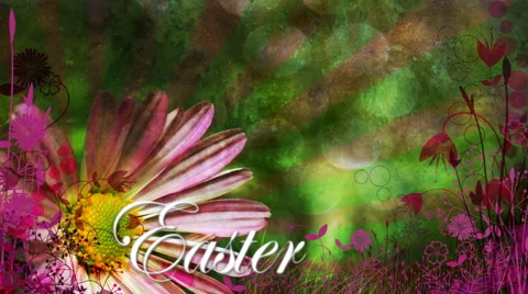 Pink Easter Daisy with Text 1080  background Stock Footage 50671313