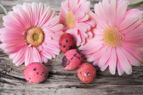 Pink Easter eggs with daisy flowers Foto stock