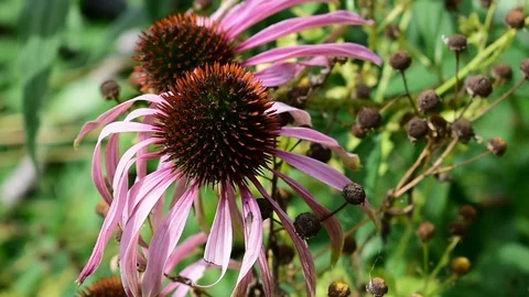 Pink echinacea close-up Stock Footage 117596181