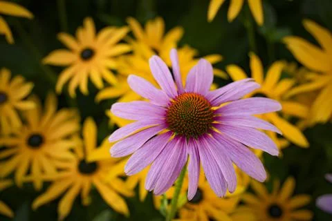 Pink echinacea Foto stock