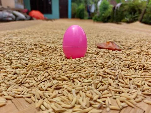 Pink egg Stock Photos
