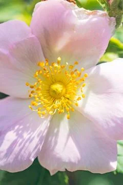 Pink eglantine 写真素材
