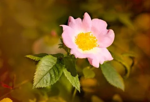 Pink Eglantine Фото