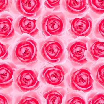 Pink elegant roses pattern background Stock Photos