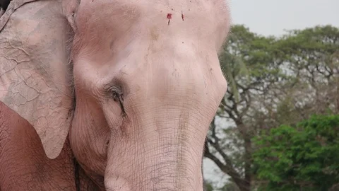 Pink Elephant Stock Footage 87477609