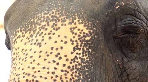 Pink Elephant's trunk. Stock Footage 48571477