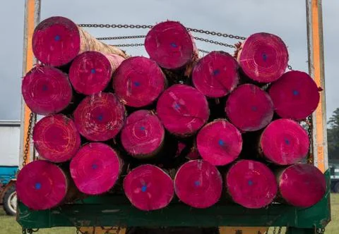 Pink Ended Logs Stock Photos