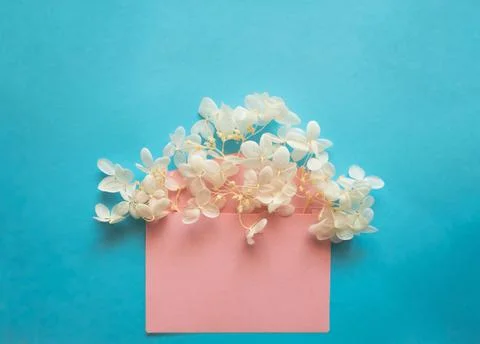 Pink envelope with white flowers hydrangea inside on a blue background. Stock Photos