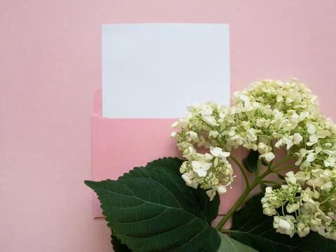Pink envelope with a white mockup sheet and green flower hydrangea next to it on Stock Photos