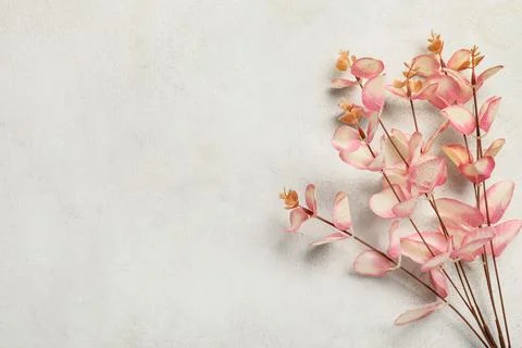Pink eucalyptus branches on textured white background with copy space for ele 스톡 사진