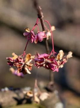 Pink Euonymus flower. Фото