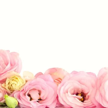 Pink Eustoma Flowers Border - isolated Foto stock