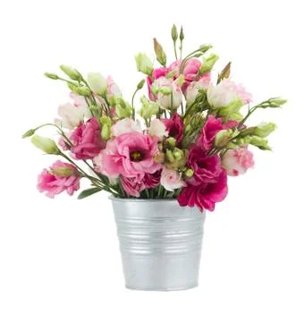 Pink eustoma flowers in  pot Stock Photos