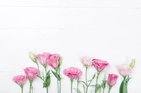Pink eustoma flowers on white background Stock Photos