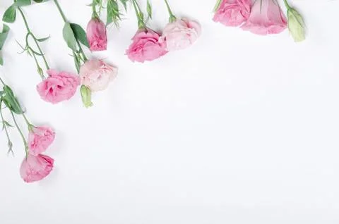 Pink eustoma flowers on white background Stock Photos