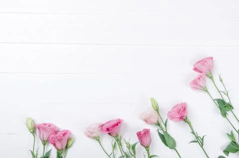 Pink eustoma flowers on white background Stock Photos