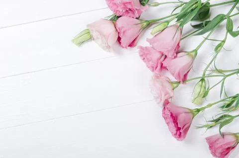 Pink eustoma flowers on white background Stock Photos