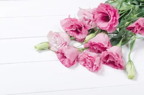 Pink eustoma flowers on white background Stock Photos