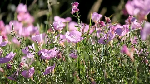 Pink evening primrose Stock Footage 77903910
