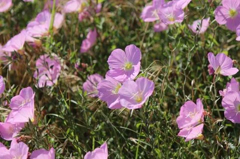 Pink evening primrose Stockfoto's