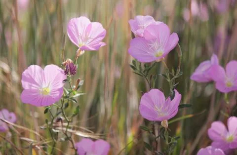 Pink evening primrose 스톡 사진