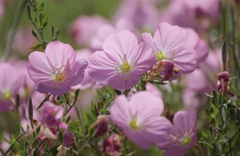 Pink evening primrose 写真素材