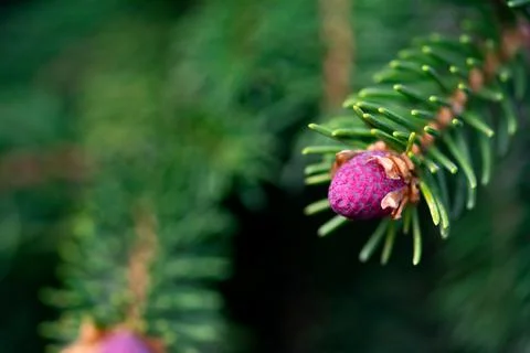 Pink Evergreen Cone Foto stock