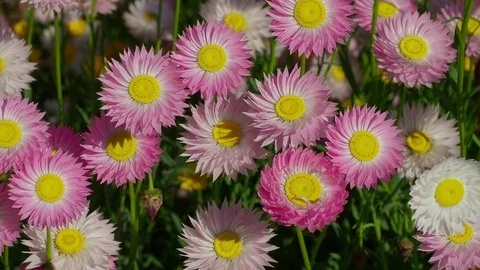 Pink Everlasting Flowers Stock Footage 115957955