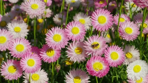 Pink Everlasting Flowers Stock-Footage 115958049