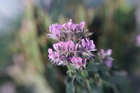 Pink exotic flower in pin sharp shallow focus Stock Photos