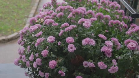Pink fall chrysanthemums in the rain Stock Footage 169112276