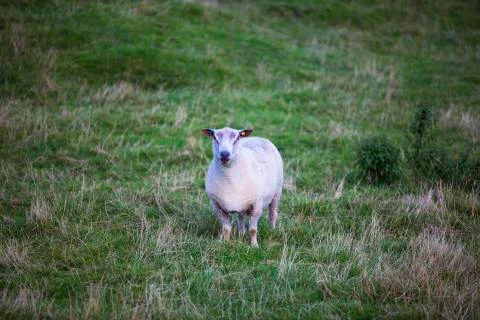 Pink fat sheep  Stock Photos