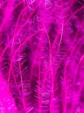 Pink feather as an abstract background 库存照片