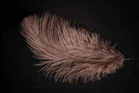 Pink feather on a black background. concept: lightness, tenderness, airiness Stock Photos