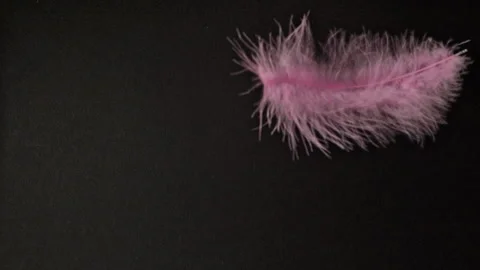 Pink feather on black background. Stock Footage 332600157