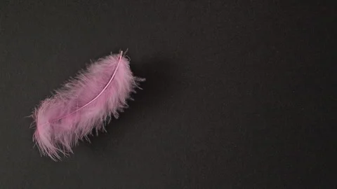 Pink feather on black background. Stock Footage 332913898